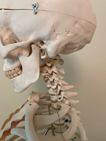cervical-spine